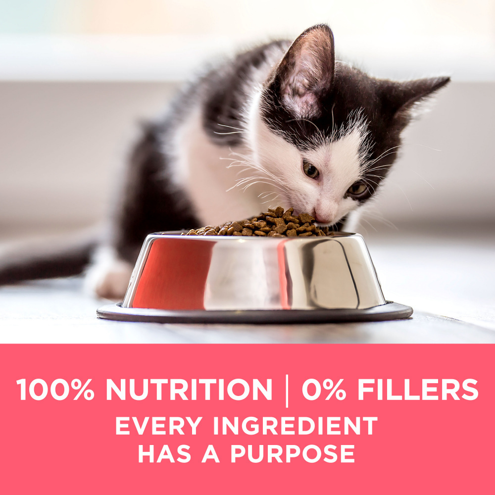 Purina ONE +Plus Healthy Kitten Dry Cat Food – Village Pets & Supplies