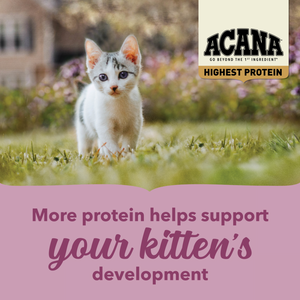 ACANA Highest Protein Dry Food for Kittens